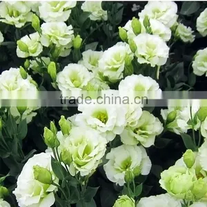 Factory Cheapest Eustoma With Green thumbnail-2