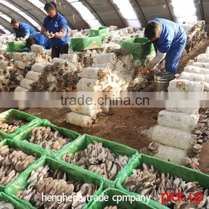 Customizeable Best Price Canned Straw Mushroom Canned thumbnail-1