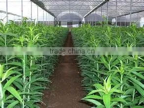 Crop Greenhouse Film thumbnail-1
