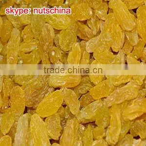 Golden Raisin thumbnail-2