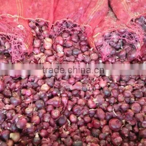 HOT SALE/ BEST QUALITY RED ONIONS Export to Any Country thumbnail-3