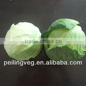 NEW FRESH CABBAGE thumbnail-1