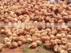 Well Seasoned Semi Husked Coconut thumbnail-1