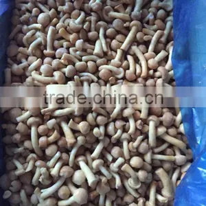 Export Bulk Package Dried Mushroom thumbnail-6