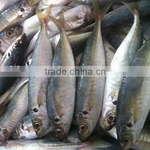 Frozen Horse Mackerel Hot Sale Fresh Fish Made in China thumbnail-3