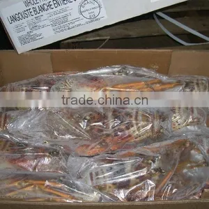 Spiny Lobster thumbnail-3