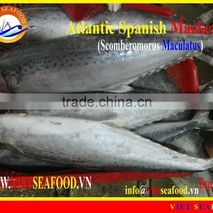 FROZEN W/R ATLANTIC SPANISH MACKEREL thumbnail-1