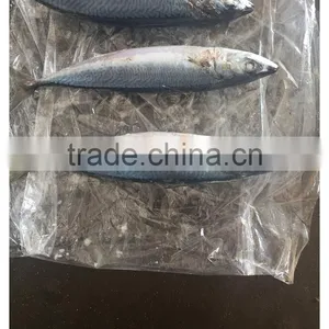 BQF Cheap Price Good Quality Frozen Pacific Mackerel thumbnail-1