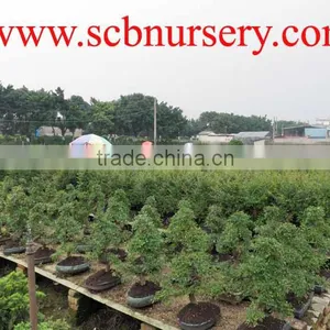 Bonsai Nursery Plant Supplier From China thumbnail-1