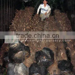Trachycarpus Fortunei Chinese Palm Trees thumbnail-1