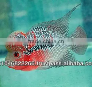 Flowerhorn Fish Farm and Wholesale in Thailand thumbnail-1