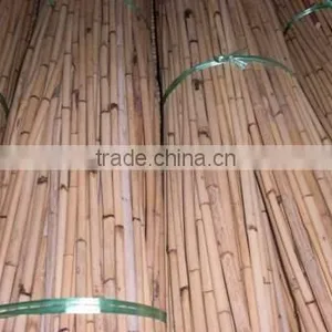 Raw White Pahang All Size Cane thumbnail-6