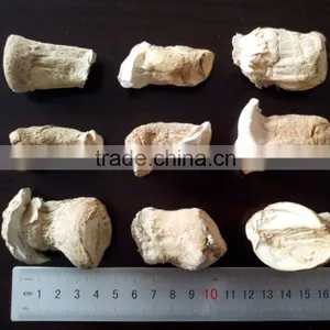 Dried Mushroom Leg , Mushroom Stem thumbnail-4
