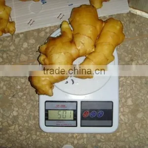 2015 Good Price of the Ginger From Shandong thumbnail-1
