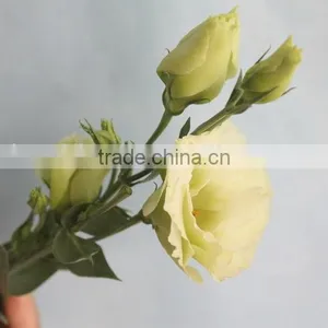 Wide Varieties New Coming Beautiful Hybrid Eustoma Grandiflorum thumbnail-2