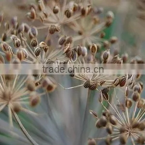 Dill Oil Natural /Dill Seed Essential Oil thumbnail-1