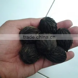 Wodyetia Bifurcata Foxtail Seeds thumbnail-1