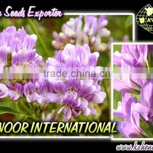 ALFALFA SEEDS BEST PRICE READY SHIPSTOCK thumbnail-2
