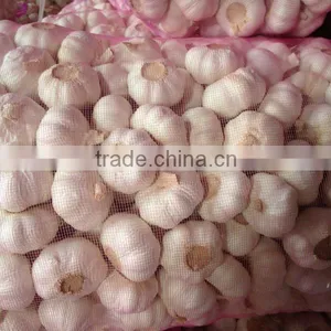 2012 Crop Chinese Garlic Pure White Skin thumbnail-1