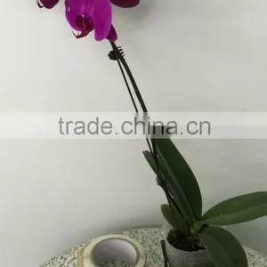 Low Price and High Quality Paper Material Labels Printed Adhesive Stickers in Roll thumbnail-1