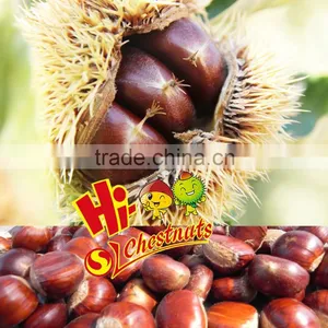 New Crop Organic Chinese Fresh Chestnuts----best Chestnuts for Roasting thumbnail-1
