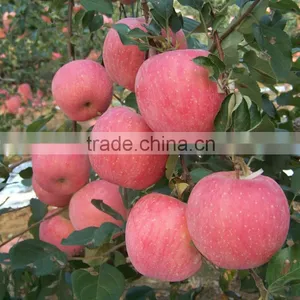 2016 Fresh Fuji Apple From China Fresh Fuji Apple Price thumbnail-3