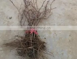 Easy Survival Putao Shu:The Grape Seedling thumbnail-3