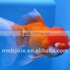 Instruments for Floating Goldfish Fodder With High Efficiency thumbnail-1