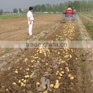 Research and Development of Manufacturers One Row Potato Harvester/ Cheap Price Mini Potato Harvester With Walking Tractor thumbnail-5