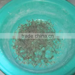Glass Eel thumbnail-1
