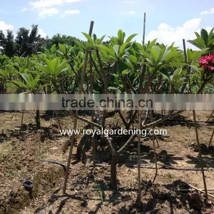Plumeria Rubra(Red Frangipani) thumbnail-2