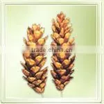 Strobus Pine On Stem thumbnail-1