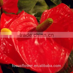 Top Selling Good Quanlity Natural Fresh Summer Special Red Anthurium Flowers From Yunnan thumbnail-4