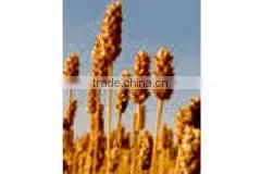 Plantago Ovata Extract thumbnail-4