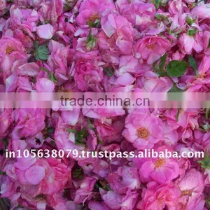 Rose Water thumbnail-1