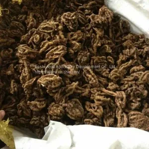 Supply Chinese Herbal Medicine Rhizoma Coptidis and Chicken Feet With Rhizoma Coptidis. thumbnail-5