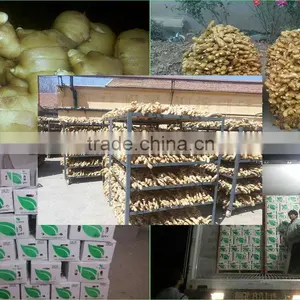 Prices Of Ginger Dried And Ginger Fresh thumbnail-4