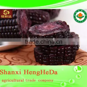 More Color Corn Supplier thumbnail-2