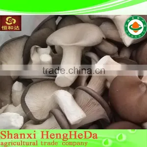 China Supplier for Sale King Oyster Mushroom Spawn thumbnail-1