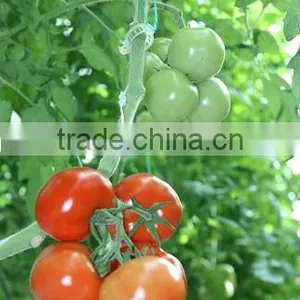 Red Color Fresh Tomato thumbnail-2