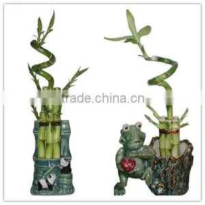 Curly Spiral Lucky Bamboo Arrangement Dracaena Sanderiana Indoor Ornamental Aquatic Feng Shui Plants Nursery Garden Decoration thumbnail-1