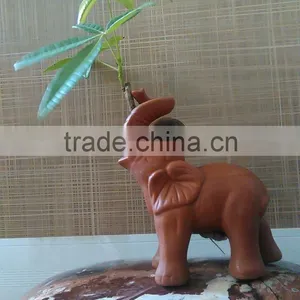 Elephant Pachira Ornamental Plants thumbnail-1