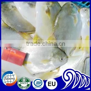 GRADE A Whole Round Frozen Golden/Black/silver Pomfret Fish Pomfret Fish thumbnail-3