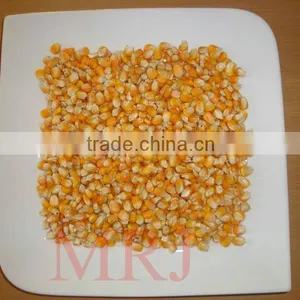 Yellow Maize for Animal Feed thumbnail-1