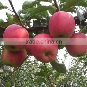Fresh Chinese Qinguan Apple for Export thumbnail-3