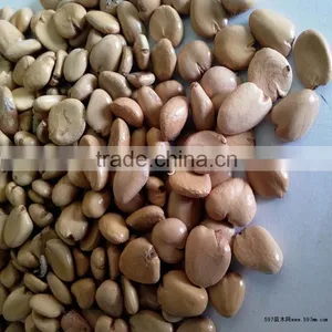 New Product Kadsura Coccinea Seeds Hei Lao Hu Seeds For Growing thumbnail-2