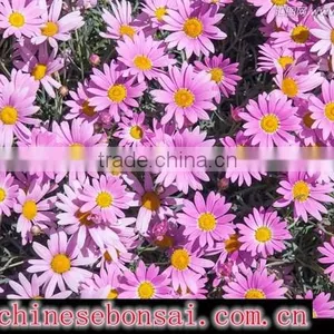 Chrysanthemum thumbnail-4