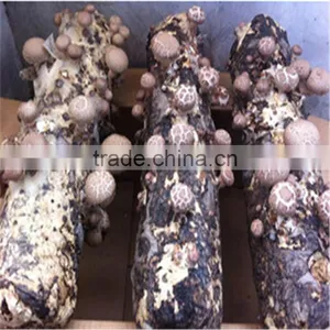 2016 Hot Selling Mushroom Prices,Shitake Mushroom Growing,Mushroom Logs thumbnail-2