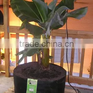in Door Plant Pot thumbnail-2