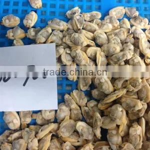 Short Necked Clam Meat thumbnail-2